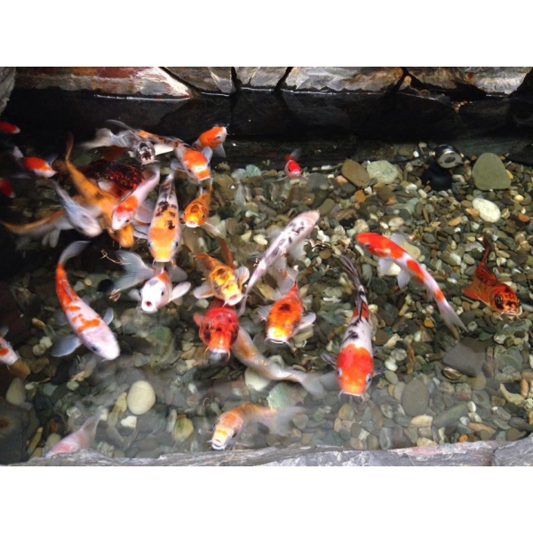 Ресторанный сервис бронирования столиков menu-rest.com - Интерьер ресторана "Sumosan"