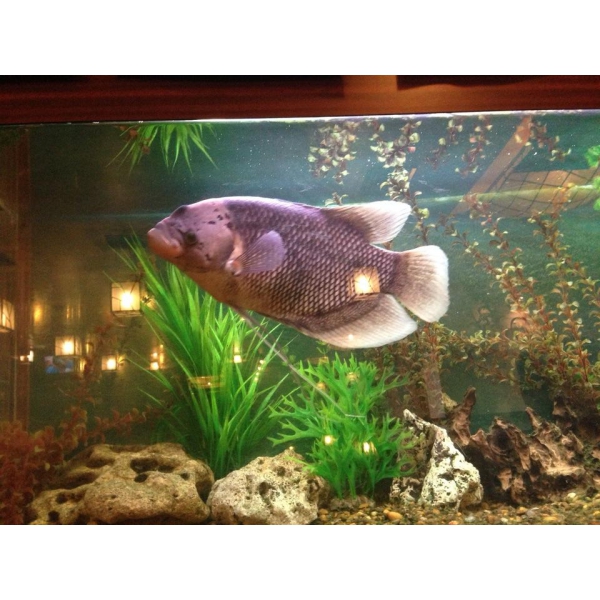 Ресторанный сервис бронирования столиков menu-rest.com - Интерьер ресторана "Гин-но Таки"