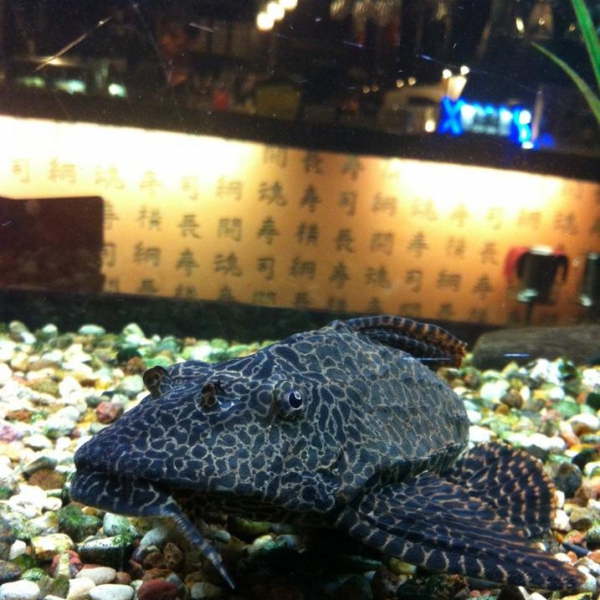 Ресторанный сервис бронирования столиков menu-rest.com - Интерьер ресторана "Якитория"