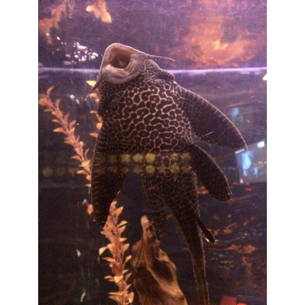 Ресторанный сервис бронирования столиков menu-rest.com - Интерьер ресторана "Гин-но Таки"