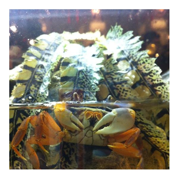 Ресторанный сервис бронирования столиков menu-rest.com - Интерьер ресторана "Якитория"