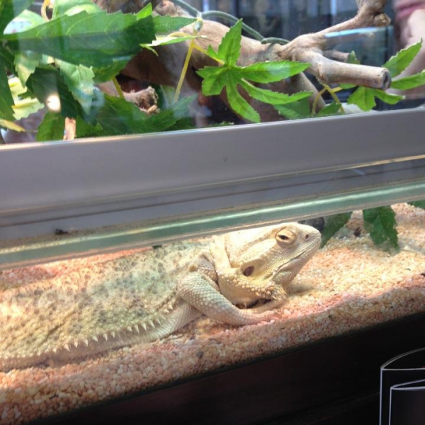 Ресторанный сервис бронирования столиков menu-rest.com - Интерьер ресторана "Якитория"