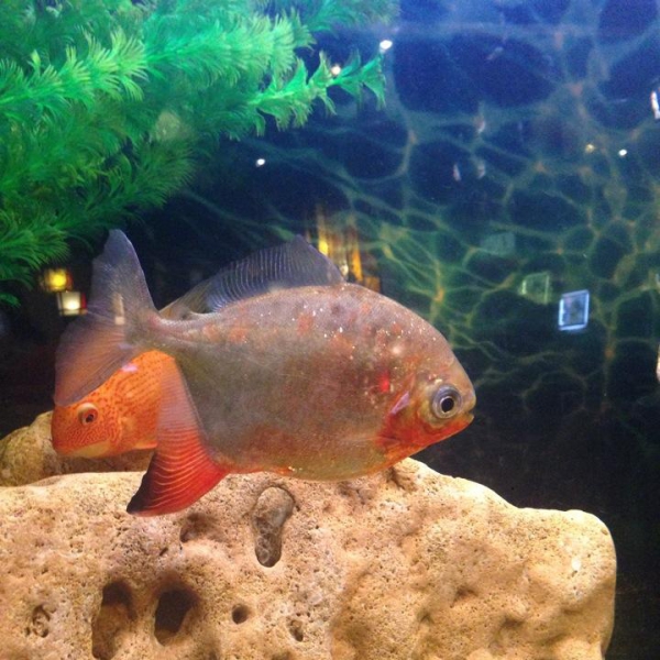 Ресторанный сервис бронирования столиков menu-rest.com - Интерьер ресторана "Якитория"