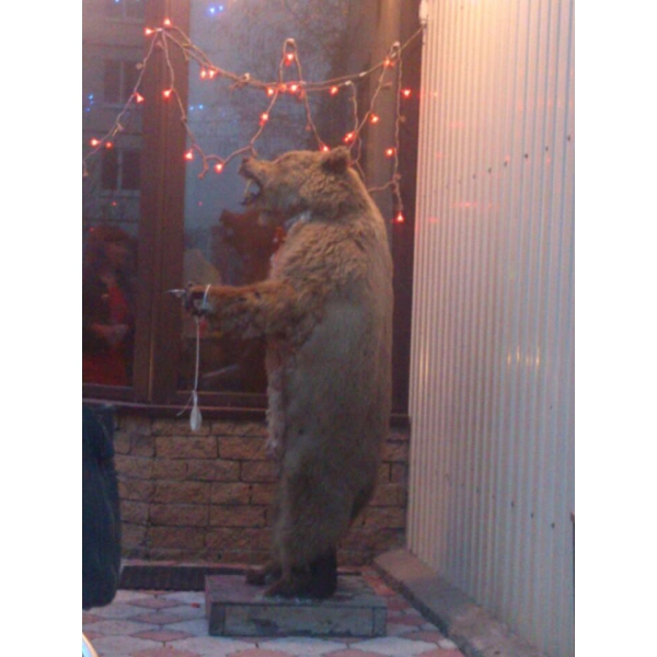 Ресторанный сервис бронирования столиков menu-rest.com - Интерьер ресторана "У Медведя"