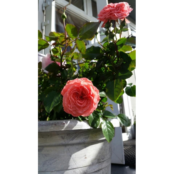 Ресторанный сервис бронирования столиков menu-rest.com - Интерьер ресторана "Васин сад"