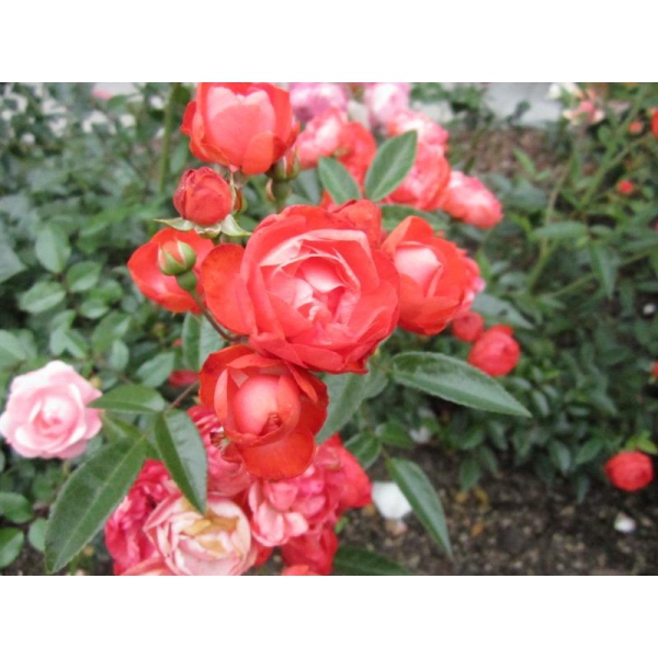 Ресторанный сервис бронирования столиков menu-rest.com - Интерьер ресторана "Ям"