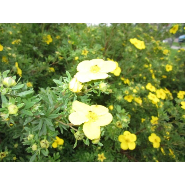 Ресторанный сервис бронирования столиков menu-rest.com - Интерьер ресторана "Ям"