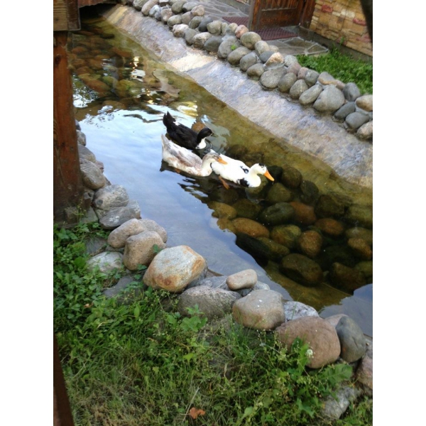 Ресторанный сервис бронирования столиков menu-rest.com - Интерьер ресторана "Невская Жемчужина"