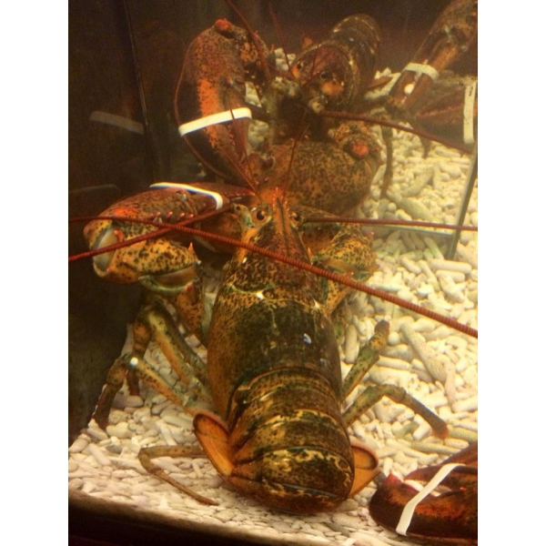 Ресторанный сервис бронирования столиков menu-rest.com - Интерьер ресторана "Китайский Двор"