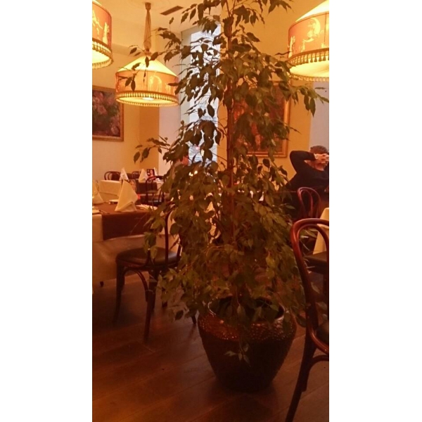 Ресторанный сервис бронирования столиков menu-rest.com - Интерьер ресторана "Шаляпин"