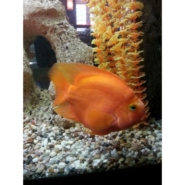 Ресторанный сервис бронирования столиков menu-rest.com - Интерьер ресторана "Тако"