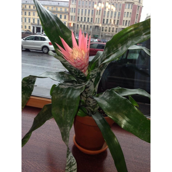 Ресторанный сервис бронирования столиков menu-rest.com - Интерьер ресторана "Trattoria Roberto"