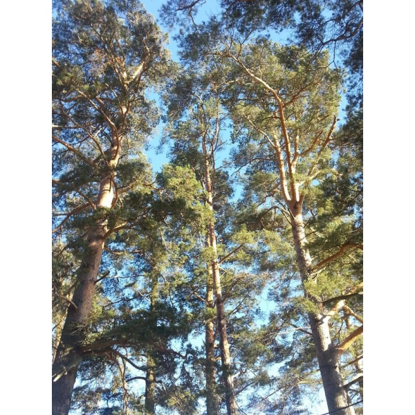 Ресторанный сервис бронирования столиков menu-rest.com - Интерьер ресторана "Причал"