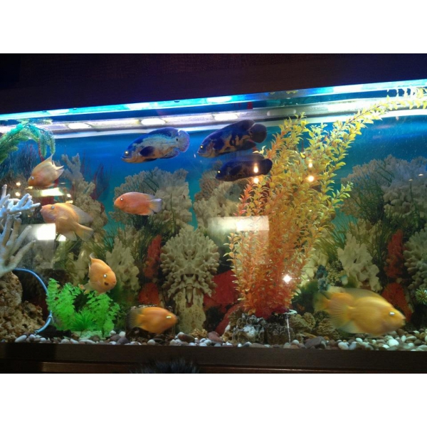 Ресторанный сервис бронирования столиков menu-rest.com - Интерьер ресторана "YASUMI"