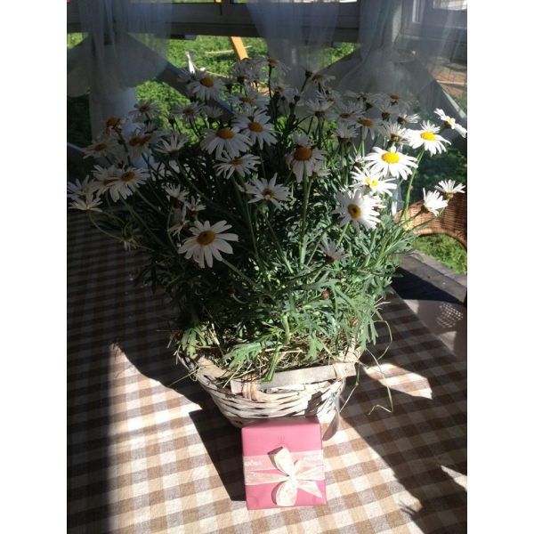 Ресторанный сервис бронирования столиков menu-rest.com - Интерьер ресторана "Sicilia"