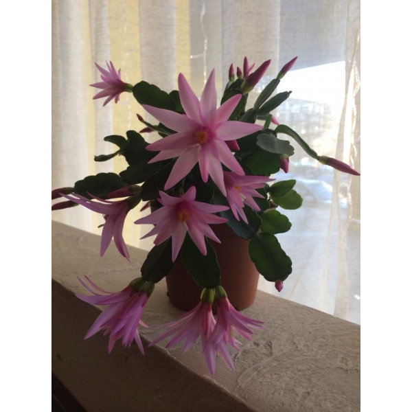 Ресторанный сервис бронирования столиков menu-rest.com - Интерьер ресторана "Canolli"