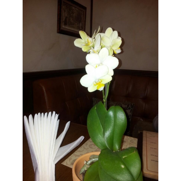 Ресторанный сервис бронирования столиков menu-rest.com - Интерьер ресторана "Maximilian II"