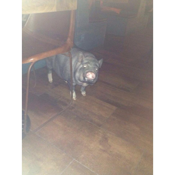 Ресторанный сервис бронирования столиков menu-rest.com - Интерьер ресторана "Фани Кабани"