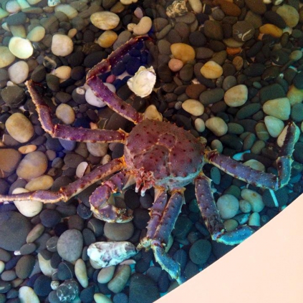 Ресторанный сервис бронирования столиков menu-rest.com - Интерьер ресторана "Белый ресторан"