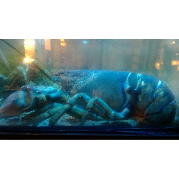 Ресторанный сервис бронирования столиков menu-rest.com - Интерьер ресторана "Рыбный Базар"