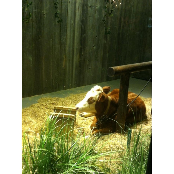 Ресторанный сервис бронирования столиков menu-rest.com - Интерьер ресторана "Шинок"