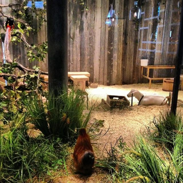 Ресторанный сервис бронирования столиков menu-rest.com - Интерьер ресторана "Шинок"