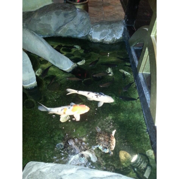 Ресторанный сервис бронирования столиков menu-rest.com - Интерьер ресторана "Храм Дракона"