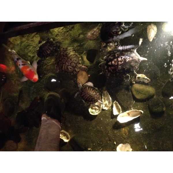 Ресторанный сервис бронирования столиков menu-rest.com - Интерьер ресторана "Храм Дракона"