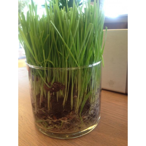 Ресторанный сервис бронирования столиков menu-rest.com - Интерьер ресторана "Мята"