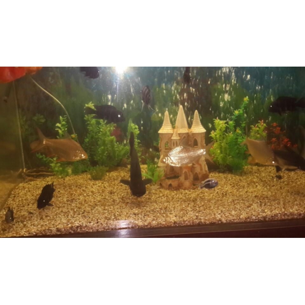 Ресторанный сервис бронирования столиков menu-rest.com - Интерьер ресторана "Сим Сити"