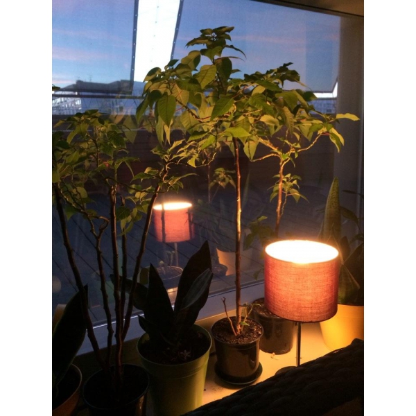 Ресторанный сервис бронирования столиков menu-rest.com - Интерьер ресторана "Крыша бар"