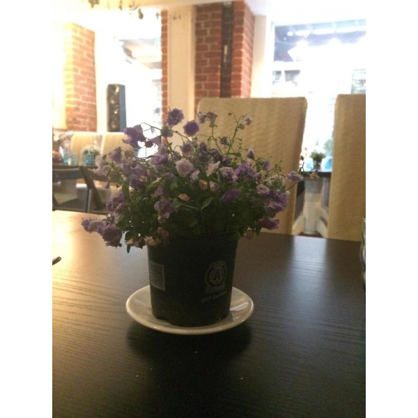 Ресторанный сервис бронирования столиков menu-rest.com - Интерьер ресторана "Rico"