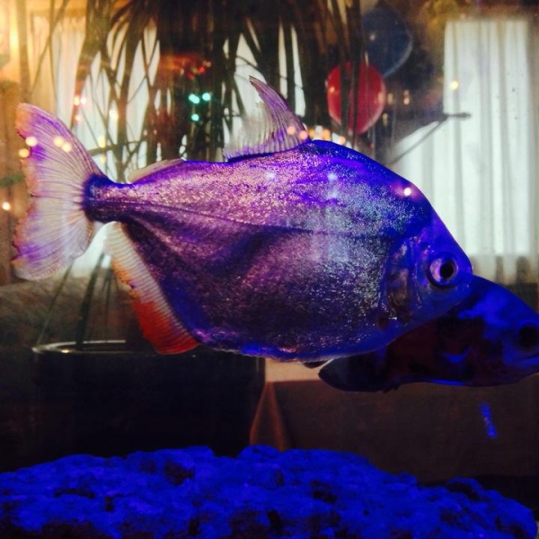 Ресторанный сервис бронирования столиков menu-rest.com - Интерьер ресторана "Кавказский дворик"