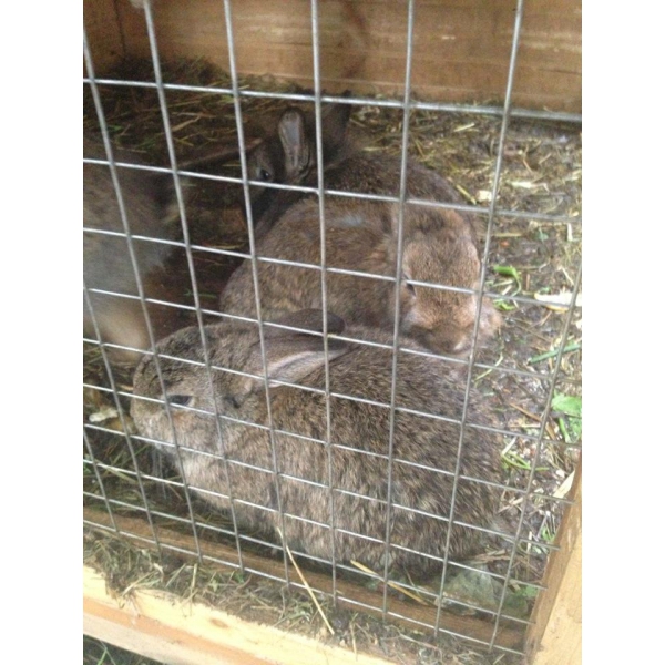 Ресторанный сервис бронирования столиков menu-rest.com - Интерьер ресторана "Гранатовый сад"