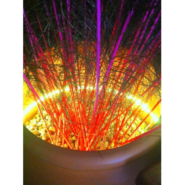 Ресторанный сервис бронирования столиков menu-rest.com - Интерьер ресторана "Павлин-Мавлин"