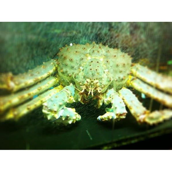 Ресторанный сервис бронирования столиков menu-rest.com - Интерьер ресторана "Филимонова и Янкель"