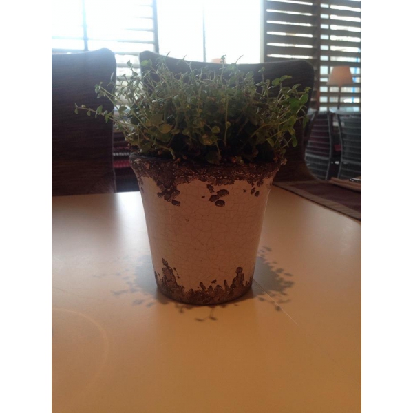 Ресторанный сервис бронирования столиков menu-rest.com - Интерьер ресторана "Seasons"