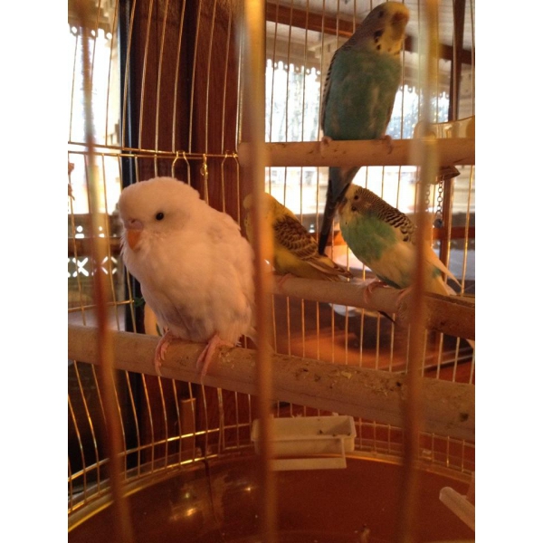 Ресторанный сервис бронирования столиков menu-rest.com - Интерьер ресторана "Купец"