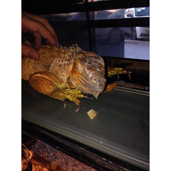 Ресторанный сервис бронирования столиков menu-rest.com - Интерьер ресторана "Нэцкэ"