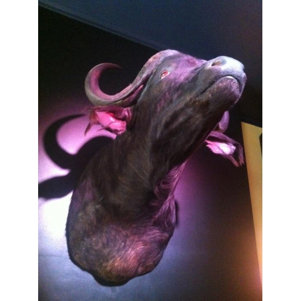 Ресторанный сервис бронирования столиков menu-rest.com - Интерьер ресторана "Буффало"