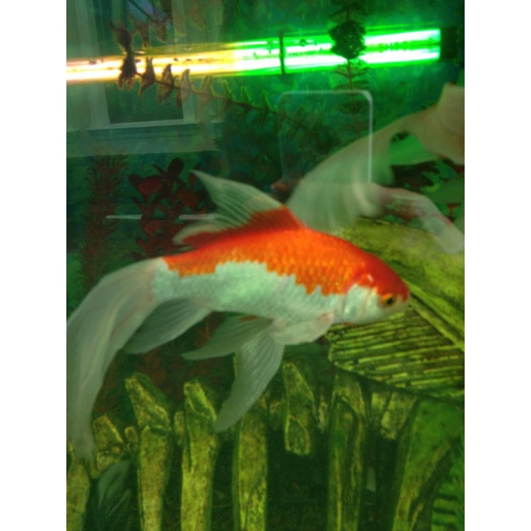 Ресторанный сервис бронирования столиков menu-rest.com - Интерьер ресторана "Зелёное яблоко"