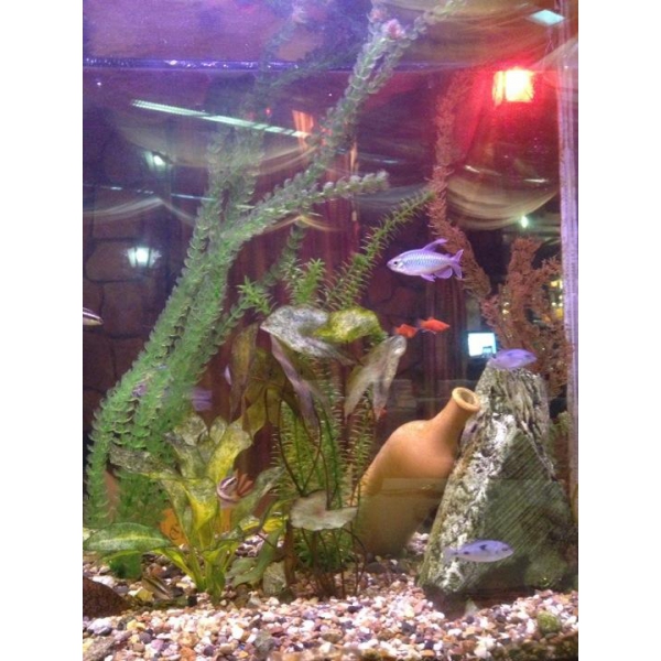 Ресторанный сервис бронирования столиков menu-rest.com - Интерьер ресторана "Восточный дворик"