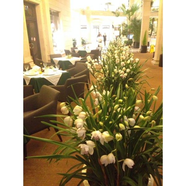 Ресторанный сервис бронирования столиков menu-rest.com - Интерьер ресторана "Casa Mia"