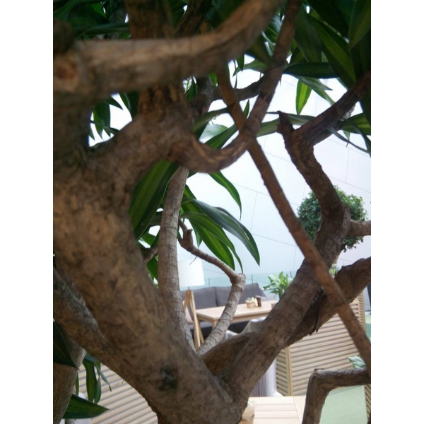 Ресторанный сервис бронирования столиков menu-rest.com - Интерьер ресторана "ISOLA"