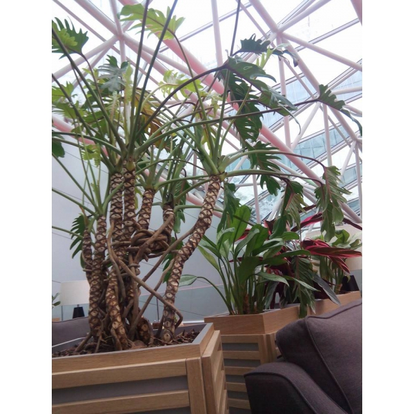 Ресторанный сервис бронирования столиков menu-rest.com - Интерьер ресторана "ISOLA"