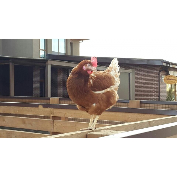 Ресторанный сервис бронирования столиков menu-rest.com - Интерьер ресторана "La`ферма"