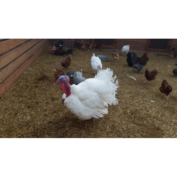 Ресторанный сервис бронирования столиков menu-rest.com - Интерьер ресторана "La`ферма"