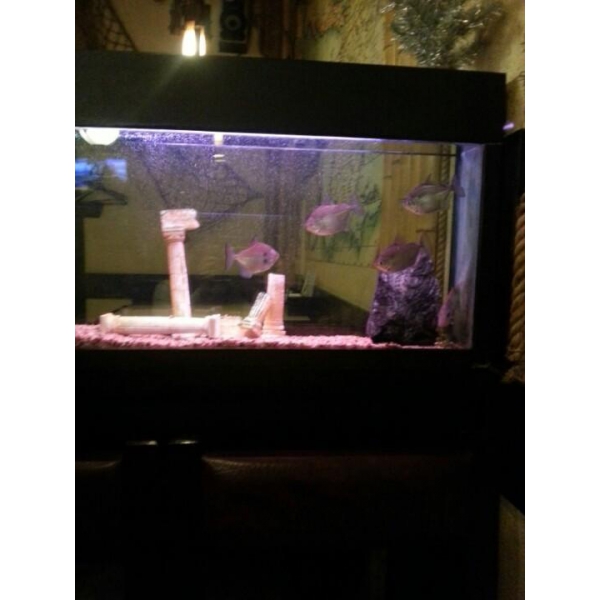 Ресторанный сервис бронирования столиков menu-rest.com - Интерьер ресторана "Адрес счастья"