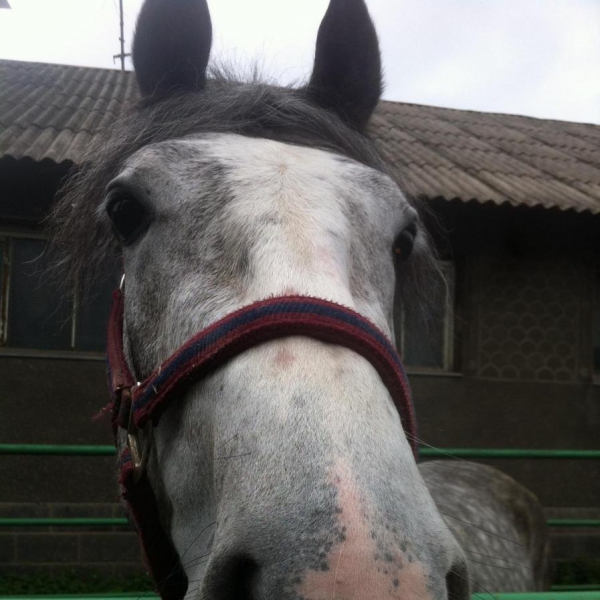 Ресторанный сервис бронирования столиков menu-rest.com - Интерьер ресторана "Ипподром"