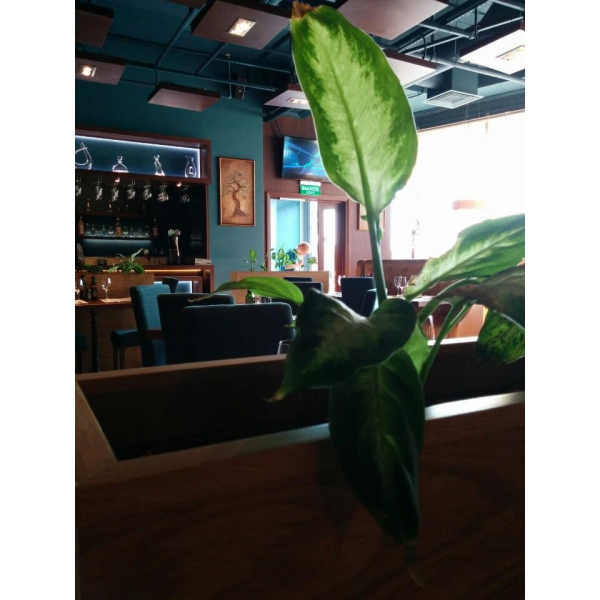 Ресторанный сервис бронирования столиков menu-rest.com - Интерьер ресторана "Маэстро Де Олива"